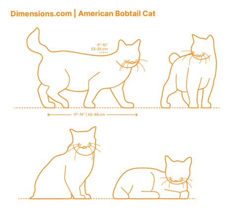 The American Bobtail, a cat known for his dotted and striped coat and bobbed tail, is a medium to large cat with a piercing, intense hunting gaze. The first American Bobtail, Yodie, was found at a motel in Arizona in the 1960s. Yodie’s owners believed him to be a cross between a bobcat and a domestic cat, but he was fertile and if he was a true hybrid he would have been sterile. Downloads online #animals #pets #cats Black Wait, Korat Cat, Singapura Cat, Havana Brown Cat, American Bobtail Cat, Manx Cat, American Bobtail, Bobtail Cat, Korat