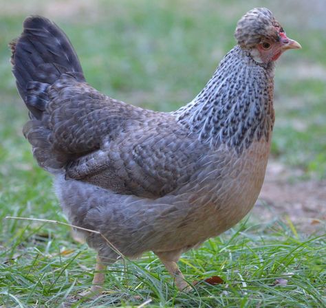 Crested Cream Legbar - lays blue eggs and are an auto-sexed breed (you can tell the difference BTW boy and girl chicks by their coloring). Legbar Chickens, White Chicken Breeds, Chicken Species, Cream Legbar Chickens, Barred Plymouth Rock Chickens, Araucana Chickens, Ameraucana Chicken, Cream Legbar, Blue Chicken