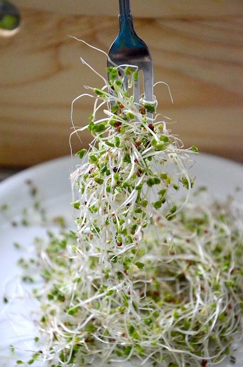 How to Grow Sprouts: How To Store 182 Servings of Raw Green Vegetables in a Quart Canning Jar | Backdoor Survival Sprouts Benefits, Grow Sprouts, Broccoli Benefits, Growing Sprouts, Gluten Free Wraps, Healthy Bodies, Protein Salad, Broccoli Sprouts, Growing Microgreens