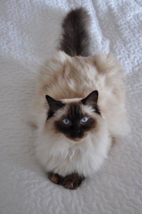 Himalayan Cat, Cat With Blue Eyes, Gorgeous Cats, Ragdoll Cat, Cat Aesthetic, Cute Cats And Kittens, Cute Kittens, Cat Care, Siamese Cats