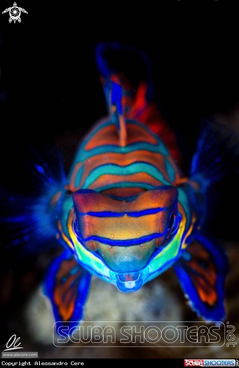 Mandarin fish in home reef, Palau - Italy Fish Photography, Beautiful Fishes, Inspo Collage, Mandarin Fish, Sea Of Love, Moodboard Fashion, Magic Water, Reef Fish, Saltwater Fish