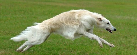 Flying!!! Russian Wolfhound, Borzoi Dog, Dog Line, American Kennel Club, Dog Runs, Slovakia, Mans Best Friend, Greyhound, Animal Photography