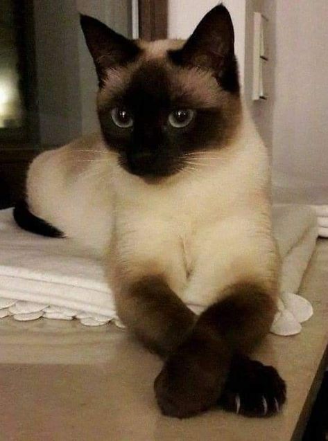 Long Hair Siamese Cat, Simease Cats Siamese, Siamese Long Hair, Siamese Cat Aesthetic, Siamese Cat Wallpaper, Siamese Aesthetic, Siamese Cats Aesthetic, Siamese Cats Funny, Black Siamese Cat