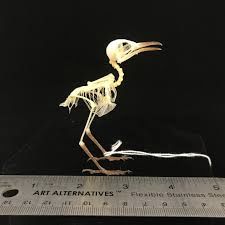 Animal Mashup, Bird Skeleton, Clay Birds, Skulls And Bones, Bird Skull, Starling, Skull And Bones, Teaching Art, Dinosaurs