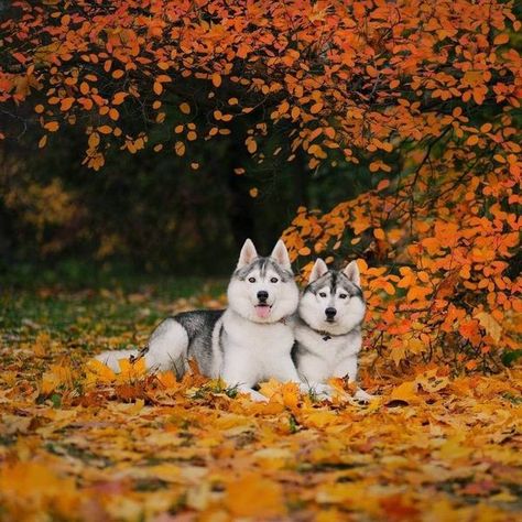 Husky Dog lover Family | Lovely photograph🥰🥰🥰 | Facebook Husky Photos, Very Cute Dogs, Husky Dogs, Siberian Husky, Dog Lover, Husky, Cute Dogs, Dog Lovers, Photographer