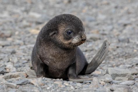 Swag Animals, Linda Martin, Leopard Seal, Dreamy Ocean, Fur Seal, Cute Seals, Seal Pup, Baby Seal, Very Cute Dogs