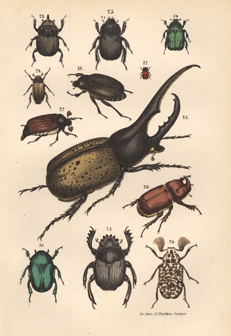 Insects are so intriguing and numerous. So much to learn about them and from them. Bug Encyclopedia, Bug Diagram, Beetles Illustration, Bugs Illustration, Learning About Insects, Zoological Illustration, Bug Illustration, Scientific Drawing, Piskel Art