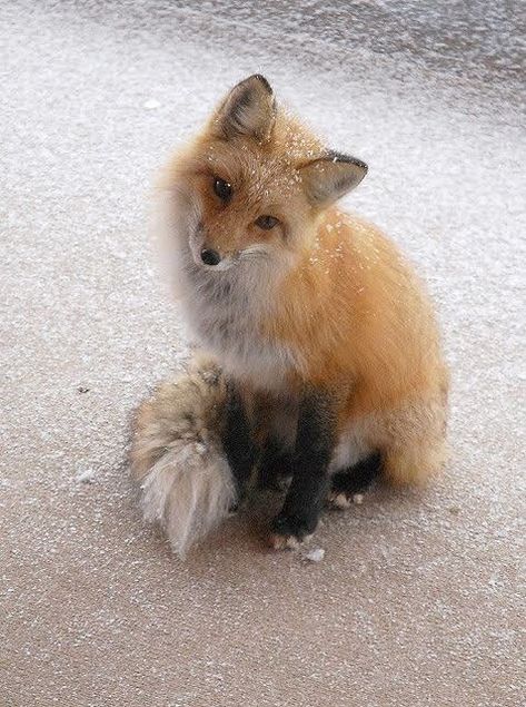 Nature Snow, Ideas Photography, Red Fox, Photography Nature, Fox, Photography, Red, Nature