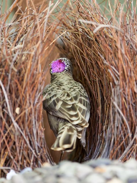 Greater Bower Bird courtship at the nest Bird Courtship, Bower Bird, Bird Pins, Australian Animals, The Nest, Bird Species, Eye Candy, Birds, Candy