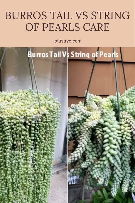 Choosing between Burro's Tail and String of Pearls can be confusing, especially for succulent enthusiasts. Burro's Tail is known for being low-maintenance once established, whereas String of Pearls can require a little more attention in care and watering. In this comparison, we explore key factors like how often to water, light requirements, and ease of care for both succulents. Understanding their similarities and differences helps you decide which one suits your home or garden better as both are stunning in their own right. Burros Tail, Similarities And Differences, Tall Planters, String Of Pearls, Colorful Plants, Blue Leaves, Plant Life, Indoor Decor, Plant Care