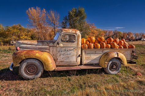 Truck Full of Pumpkins | Recent Photos The Commons Getty Collection Galleries World Map App ... Fall Scenery, Image Halloween, Autumn Pumpkins, I Love Autumn, Old Pickup Trucks, The Great Pumpkin, Pumpkin Truck, Old Pickup, Fall Is In The Air