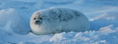 Seal Banner, Harp Seal, Cute Seals, Harbor Seal, A Seal, Fandom Funny, Water Dog, Like Animals, Silly Animals