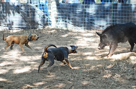 What is a Lacy Dog (aka Blue Lacy)? Pig Hunting Dogs, Hunting With Dogs, Blue Lacy Dog, Catahoula Leopard Hound, American Leopard Hound, Louisiana Catahoula Leopard Dog, Pig Hunting, Boar Hunting, Hog Hunting