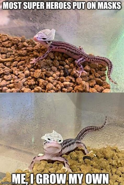 Leopard Gecko Meme, Gecko Names, Leopard Gecko Funny, Leopard Gecko Cute, Leopard Gecko Habitat, Funny Lizards, Cute Gecko, Bearded Dragon Cute, Cute Lizard