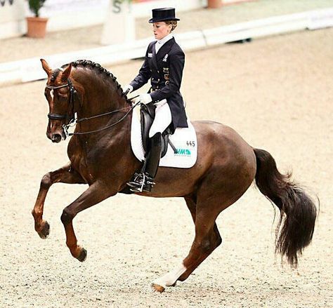 Dressage pirouette Dressage Photography, Dressage Competition, Damon Hill, Dressage Training, Horse Riding Outfit, Eventing Horses, Horse Dressage, English Riding, Dressage Horses