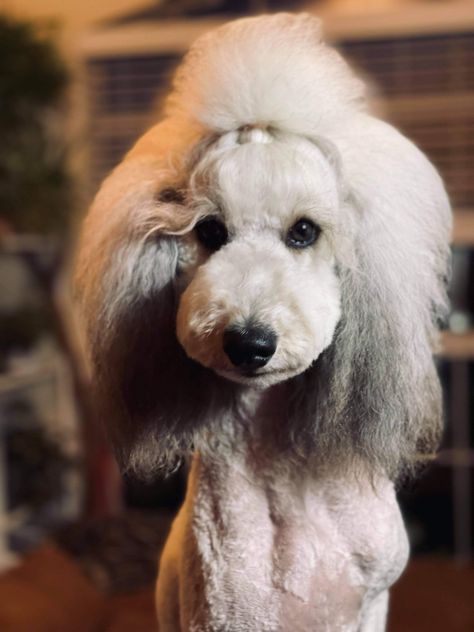 Poodle cut, teddybear , asian fusion , standard poodle Toy Poodle Asian Fusion, Teddy Bear Standard Poodle, Asian Fusion Poodle Grooming, Asian Fusion Standard Poodle, Asian Fusion Poodle, Poodle Asian Fusion, Standard Poodle Teddy Bear Cut, Standard Poodle Teddy Bear, Poodle Teddy Bear Cut