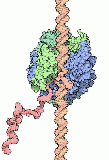 PDB-101: Molecule of the Month: RNA Polymerase Central Dogma, Rna Polymerase, Free Posters, Biology Facts, Ap Biology, Nucleic Acid, Natural Models, Teaching Biology, Science Notes