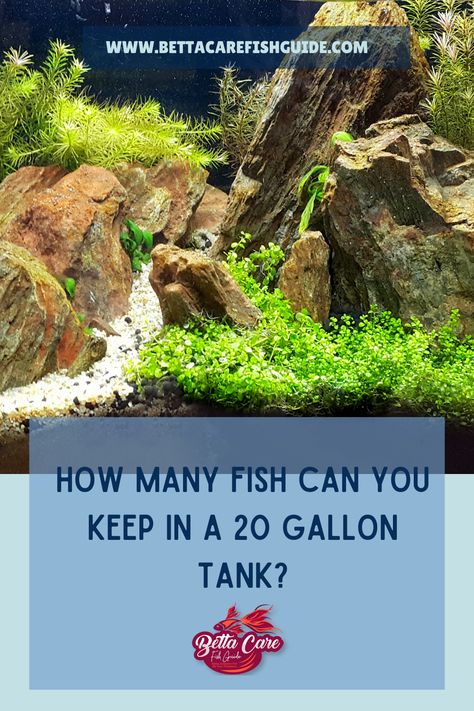 If you want to know how many fish you can keep in a 20 gallon tank, and the best kinds then keep reading! 20 Gallon Long Aquarium, Long Aquarium, Betta Care, Swordtail Fish, Small Fish Tanks, Betta Fish Tank, Saltwater Tank, All Fish, One Fish