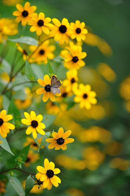 Yellow Rudbeckia - commonly called coneflowers or black-eyed-susans Magic Garden, Black Eyed Susan, Mellow Yellow, Beautiful Blooms, Lady Bug, A Butterfly, Dream Garden, Love Flowers, Horticulture