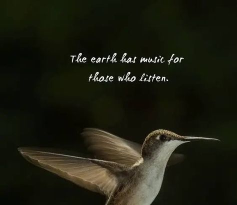 Hummingbird Quotes Hummingbird Quotes, Hummingbird Wings, Wings Quotes, Brave Wings, Henry Miller, Believe In Miracles, Feeling Trapped, Tattoo Magazines, Angels In Heaven