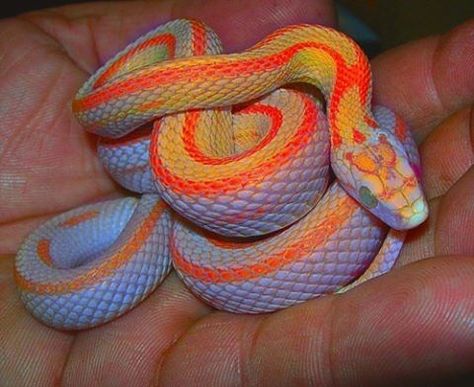 17 Hypnotically Colorful And Ridiculously Good Looking Snakes - I Can Has Cheezburger? Spiders And Snakes, Cool Snakes, Colorful Snakes, Pretty Snakes, Rabbit Cages, Albino Animals, Corn Snake, Cute Reptiles, Cute Snake