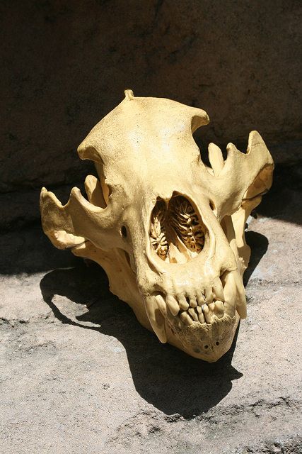 Tiger Skull Tiger Skull Reference, Tiger Skeleton, Skull Study, Lion Skull, Sabertooth Tiger, Tiger Skull, Animal Studies, Skull Reference, Tiger Ring