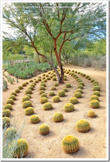 Mid Century Modern Landscaping, Cactus Garden Design, San Peter, Desert Landscaping Backyard, Dry Landscape, Desert Landscape Design, Flower Garden Plans, Desert Botanical Garden, Front Yard Design