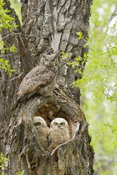 Hoot Owl, Owl Pictures, Great Horned Owl, Beautiful Owl, Owl Art, Birds Of Prey, Nature Images, Bird Watching, Love Birds