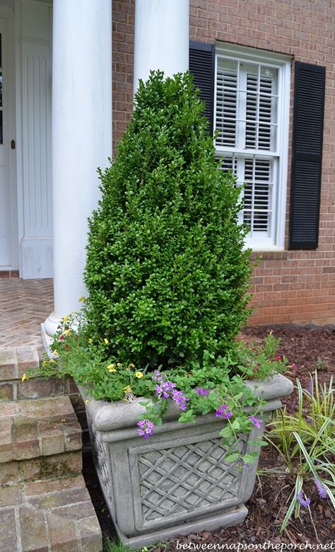 Container Gardens with Boxwood Topiary in a Pyramidal Shape Green Mountain Boxwood, Boxwood Landscaping, Boxwood Topiary, Easy Landscaping, Topiaries, Traditional Landscape, Shade Trees, Landscaping Tips, Green Mountain