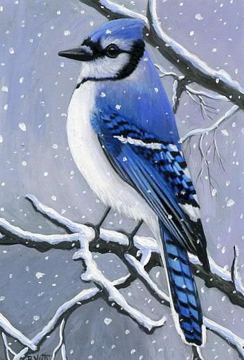 Blue Jay Art, Bird Painting Acrylic, Blue Jay Bird, Bird Stencil, Hummingbird Painting, Bird Watercolor Paintings, Art Miniature, Snow Tree, Jay Bird