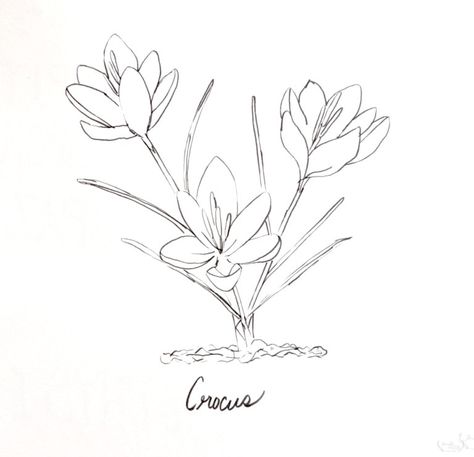 Prairie Crocus Drawing, Saffron Crocus Tattoo, Prairie Crocus Tattoo, Crocus Flower Tattoo, Crocus Tattoo, November Bujo, Honey Ideas, Flower Drawing Ideas, Drawing Elements