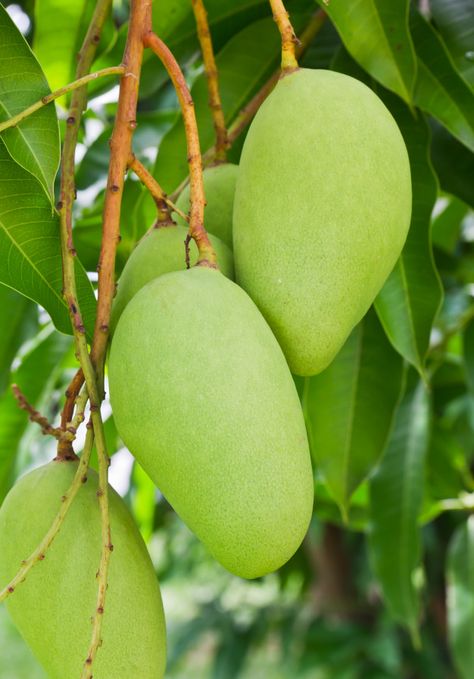 Un árbol de mango verde Foto Premium | Premium Photo #Freepik #photo #comida #arbol #circulo #verano Sweet Mango Chutney, Mango Photo, Green Mango Chutney, Mango Chutney Recipe, Mango Verde, Mango Plant, Mango Varieties, Fruit World, Mango Trees