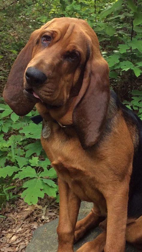 Bloodhound Aesthetic, Extra Large Dog Breeds, Blood Hounds, Blood Hound, Bloodhound Puppies, Oc Family, Types Of Dogs Breeds, Bloodhound Dogs, English Project