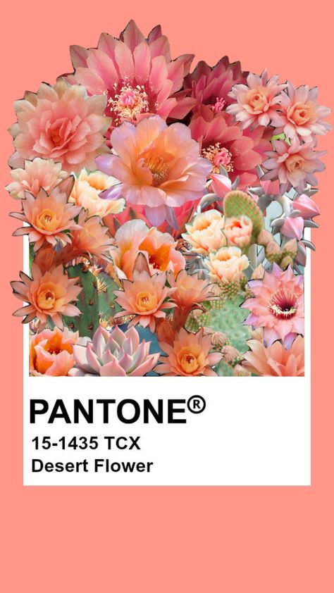 Desert Flowers Aesthetic, Desert Flower Color Palette, Coral Color Aesthetic, Pantone Flower, Pantone Postcards, Cactus Collage, Pantone Aesthetic, Notion Library, Vintage Color Schemes