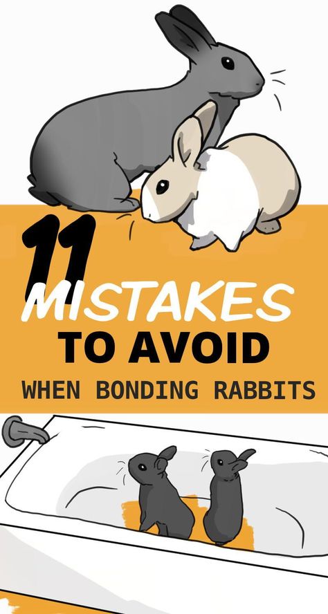 Rabbit Bonding Tips, Bunny Behavior Meaning, Bunny Body Language, Rabbit Set Up, Bonding Bunnies, Rabbit Enclosure Indoor, Pet Bunny Set Up, Rabbit Set Up Indoor, Bunny Set Up Indoor