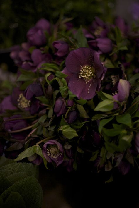 Hellebore Aesthetic, Purple Hellebore, Cottage Winter, Purple Flowering Plants, Christmas Roses, Gothic Garden, Flora Flowers, Most Beautiful Flowers, Dahlia Flower