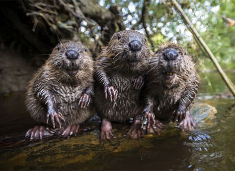 Baby Beaver, Baby Rhino, Animal Photo, Beautiful Creatures, Natural World, Animal Kingdom, Animals Beautiful, Pet Birds, Animal Pictures