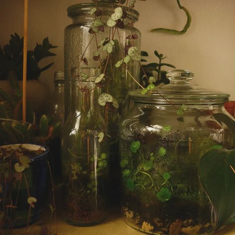 Camera photo dump #digitalcamera #digicam #photography #camera Terrarium Aesthetic, Houseplants Aesthetic, Digicam Photography, Terraria Game, Soul Vibes, Instagram Camera, Cottagecore Academia, Camera Pics, Grunge Fairycore