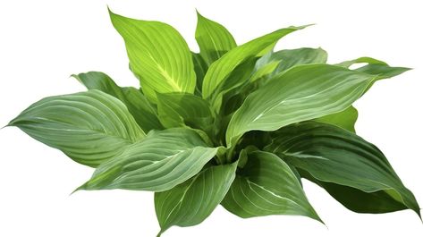 Green leaves hosta plant bush, lush foliage tropic garden plant isolated on white background with clipping path, generate ai Big Leaf Plants, Drawing Resources, Asian Plants, File Binder, Tropical Trees, Hosta Plants, Bamboo Plant, Tropical Tree, Big Leaves