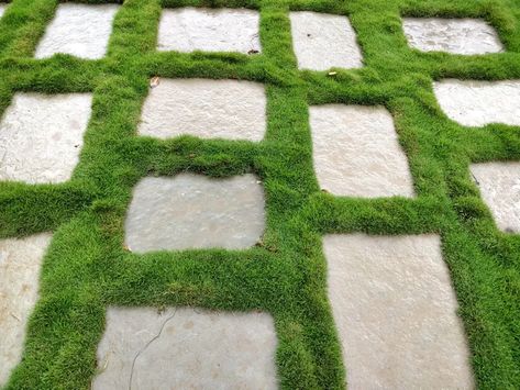 9 Alternatives to Grass Lawns Alternatives To Grass Lawns, Front Lawn Landscape Ideas, Moss Lawn, Front Yard Ideas, Grass Alternative, Espalier Fruit Trees, Front Lawn Landscaping, Types Of Moss, Growing Moss