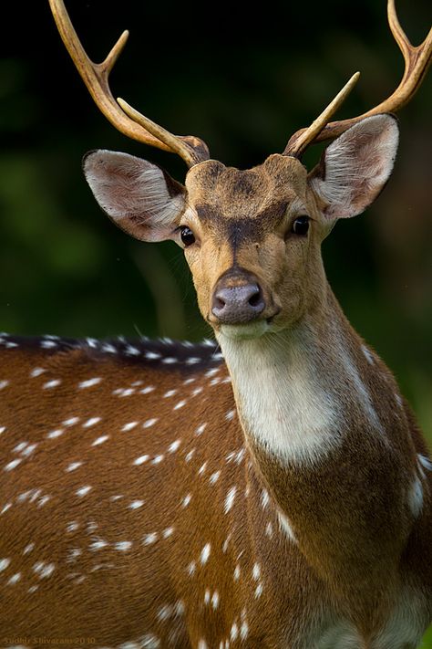 The Chital or Cheetal (Spotted Deer or Axis) Deer by Sudhir Shivaram Indian Jungle, Axis Deer, Spotted Deer, Bow Hunting Deer, Deer Photography, Deer Species, Deer Photos, Deer Family, Mule Deer