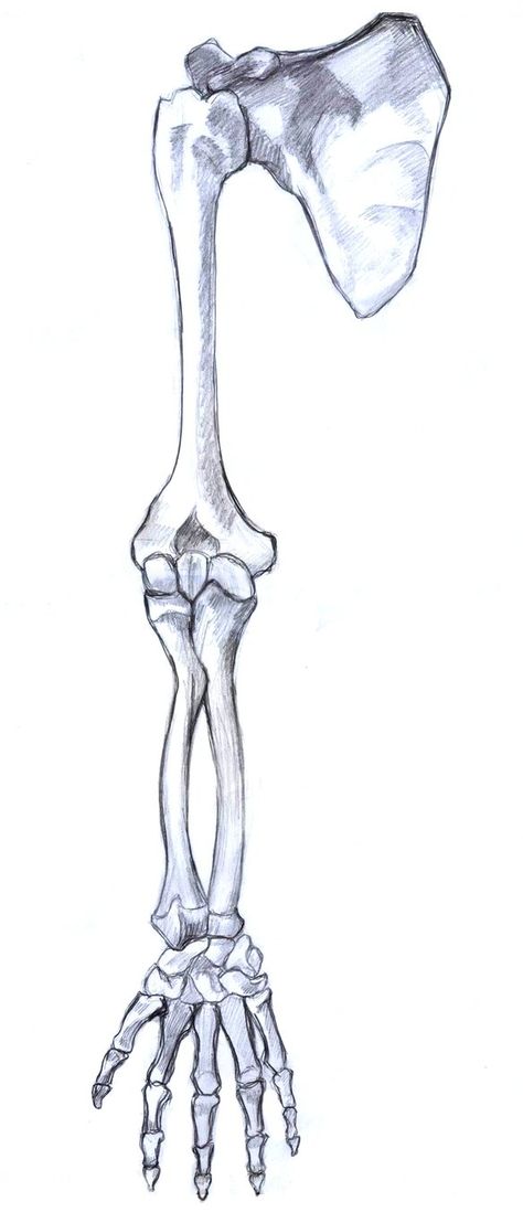 Skeleton Bones Anatomy, Anatomy Drawing Bones, Anatomy Bones Drawing, Skeleton Arm Drawing, Arm Bones Drawing, Arm Anatomy Drawing, Bones Drawings, Arms Anatomy, Bones Drawing