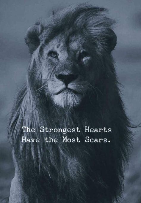 Lion Quotes, Inspirational Life Lessons, Lion Photography, King Quotes, Strong Mind Quotes, Lion Images, Powerful Motivational Quotes, Inspirational Quotes With Images, Positive Quotes For Life Motivation