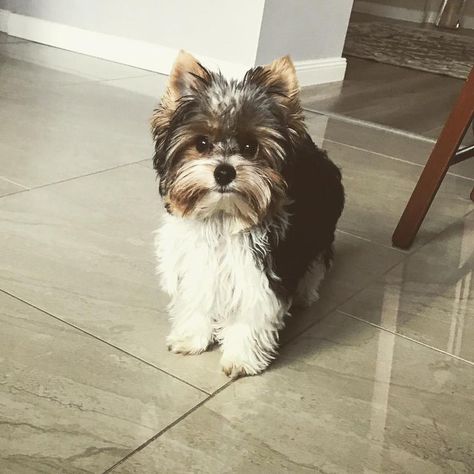 Biewer Terrier Terrier Haircut, Biewer Terrier, Yorkie Haircuts, Biewer Yorkie, Blue Instagram, Cute Puppy Breeds, Black Instagram, White Instagram, Yorkshire Terrier Puppies