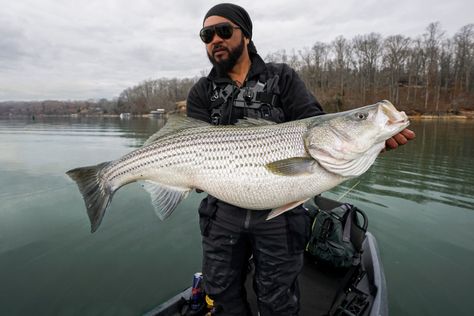 Striper Fishing, Striped Bass Fishing, Rare Albino Animals, Visual Communication Design, Albino Animals, Bass Fishing Tips, Striped Bass, Fish Finder, Largemouth Bass