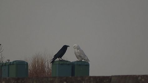 snowy owl and raven - Raven And Owl, Owls And Crows, Crow And Owl, Owl And Crow, Raven And Owl Art, Raven And Crow Difference, Raven Crow Difference, Snow Owl Aesthetic Dark, Crows Ravens