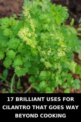 Uses For Cilantro, Harvest Cilantro, Cilantro Benefits, Tacos Dinner, Cilantro Salad, Fresh Herb Recipes, Growing Cilantro, Cilantro Recipes, Cilantro Pesto