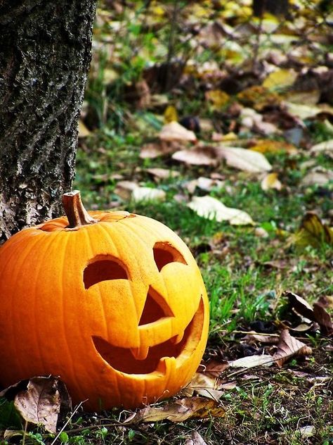 Happy Jack o lantern happy smile pumpkin halloween halloween pictures halloween images halloween ideas jack o lantern Lamp Styles, Pumpkin Lamp, Lantern Ideas, Carved Pumpkin, Happy Pumpkin, Jack O'lantern, Halloween Pumpkins Carvings, Sleepy Hollow, Pumpkin Faces