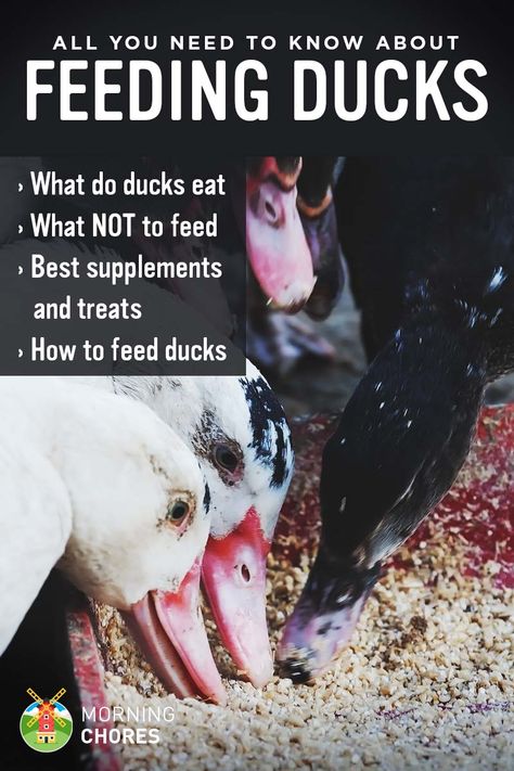 Feeding Ducks - What Do Ducks Eat and What NOT to Feed Duck House Plans, Feeding Ducks, Duck Pens, Duck Feed, Raising Turkeys, Backyard Ducks, Duck Breeds, Duck Coop, Duck Farming