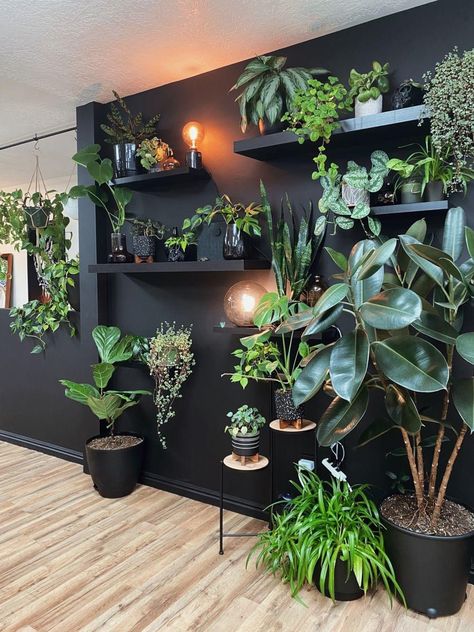 Indoor Plant Wall, نباتات منزلية, Plant Decor Indoor, Plant Aesthetic, House Plants Decor, Room With Plants, Home Decorating Ideas, House Plants Indoor, Plant Shelves